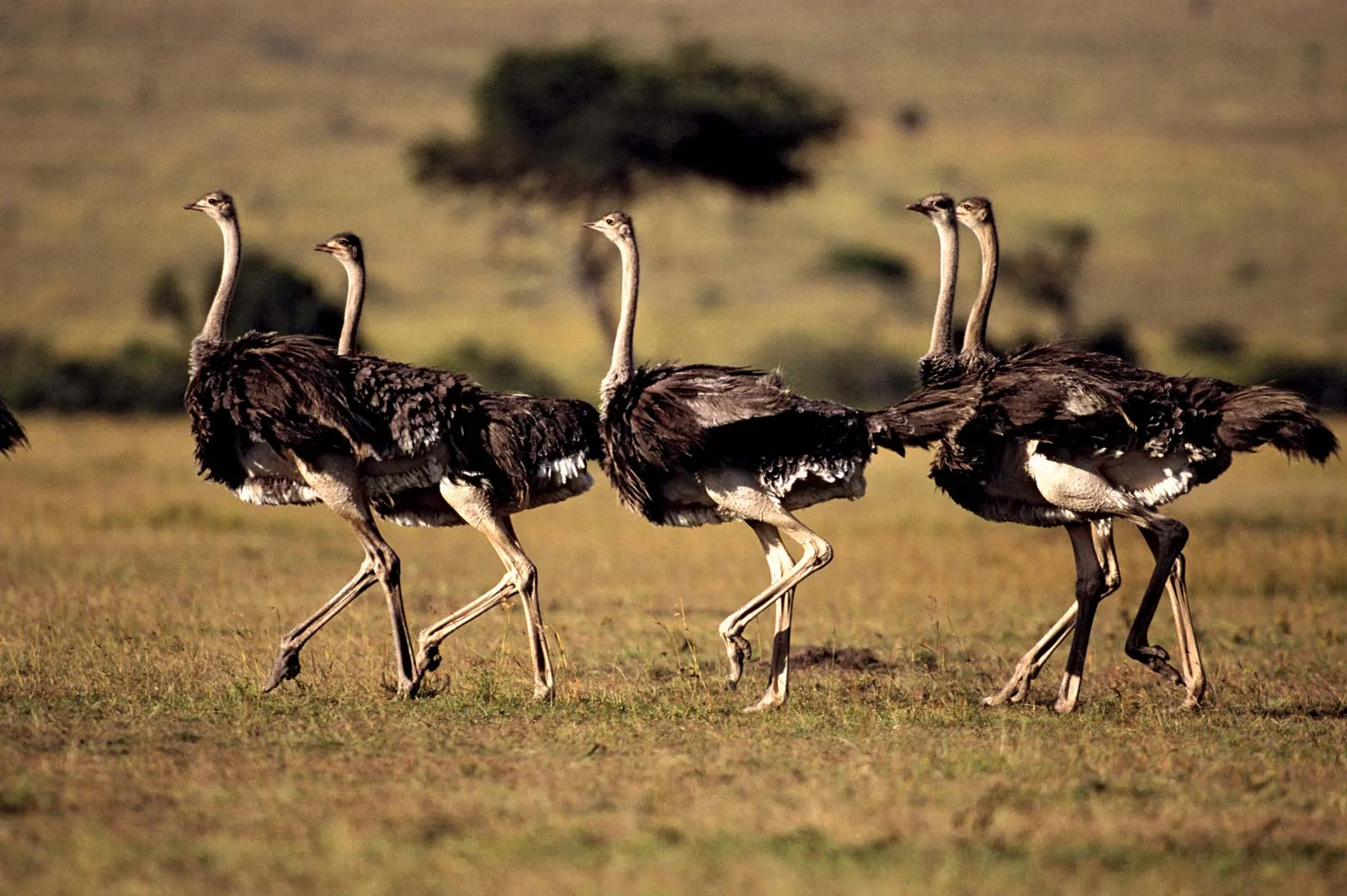 Africa’s ostriches: Speed and size champions