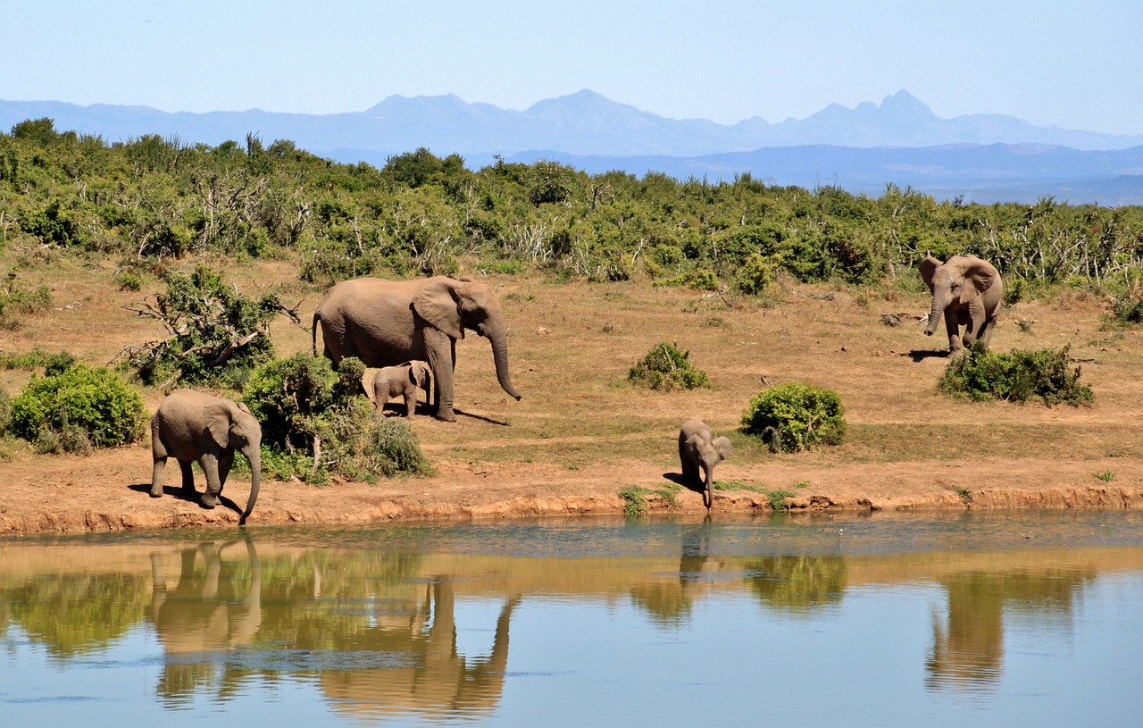 Nature tourism fuels billions for African economies