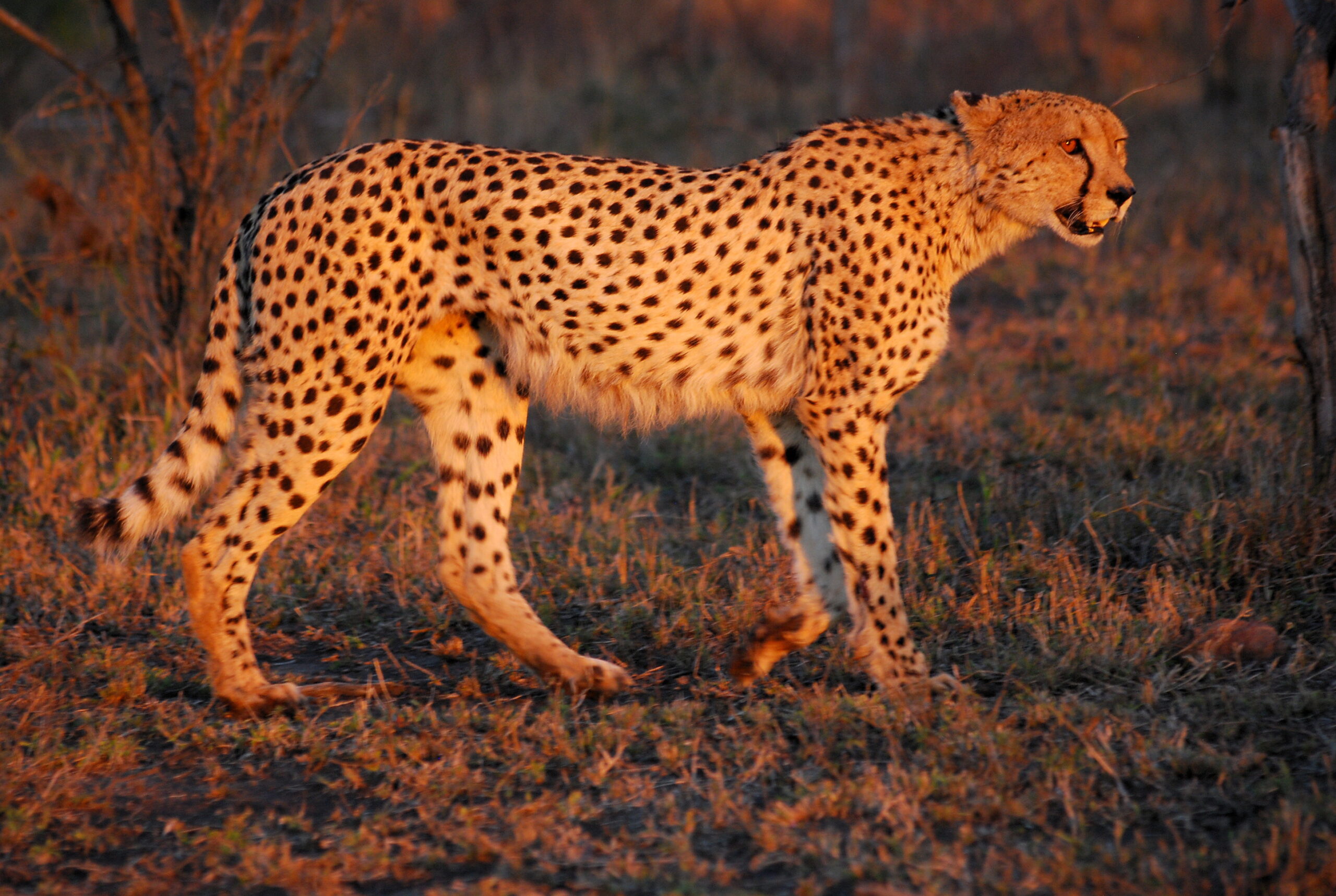 Cheetah, Africa’s speed king, reaches 120 km/h