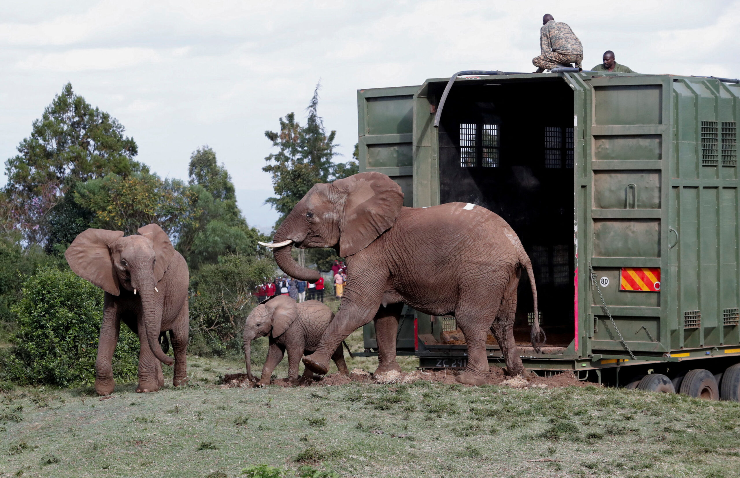 Kenya relocates 50 elephants to ease overcrowding in Mwea Reserve