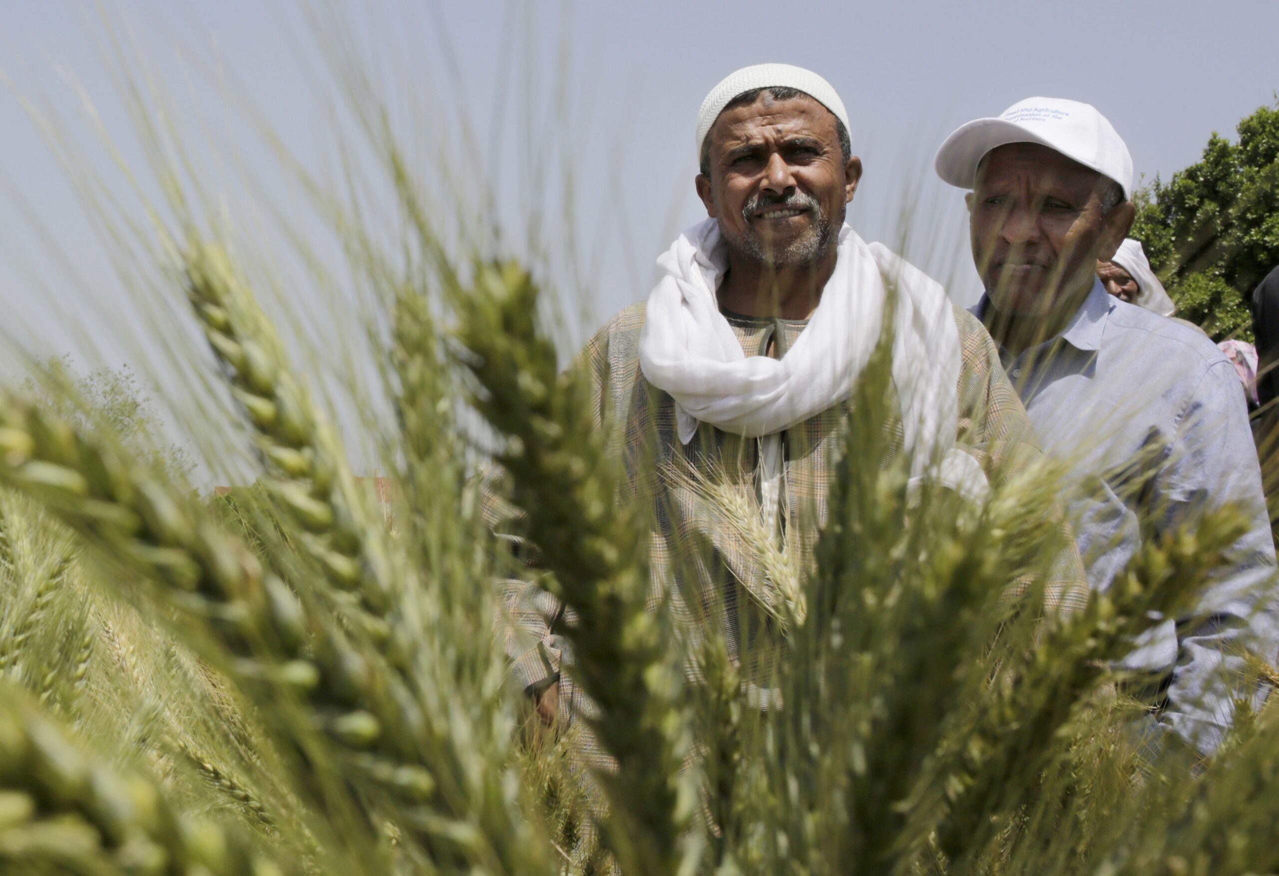 EU wheat up on Algerian purchase, Russian prices