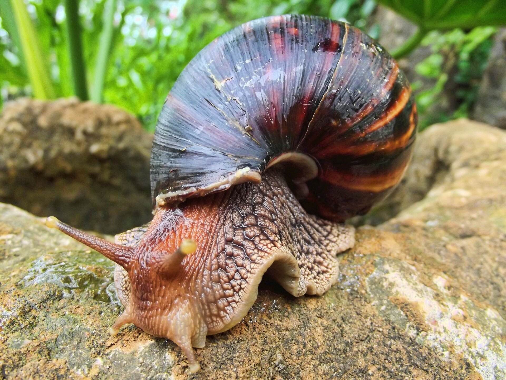 Africa’s giant snail spreads across the globe