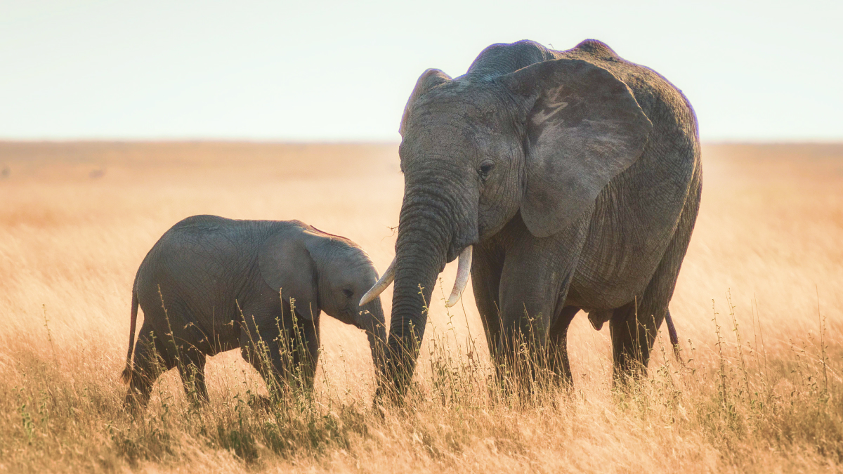Infrasound: The silent communication of African elephants