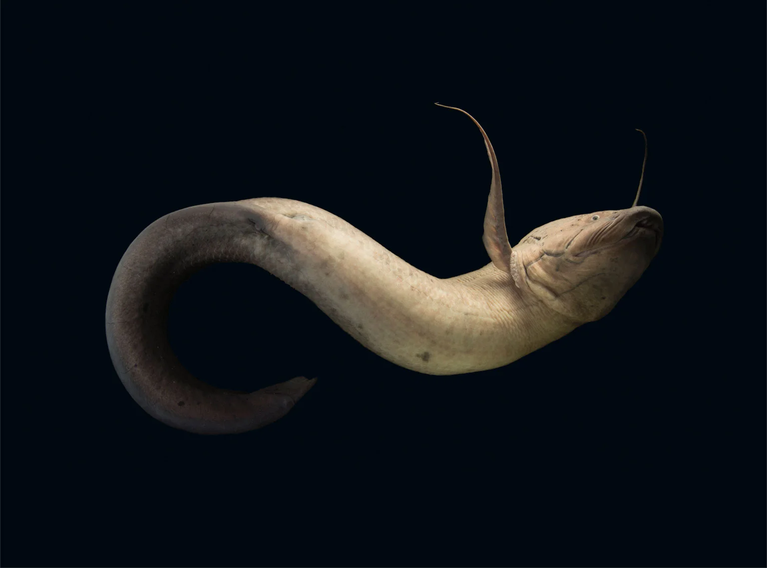 Survival in mud: The African lungfish story