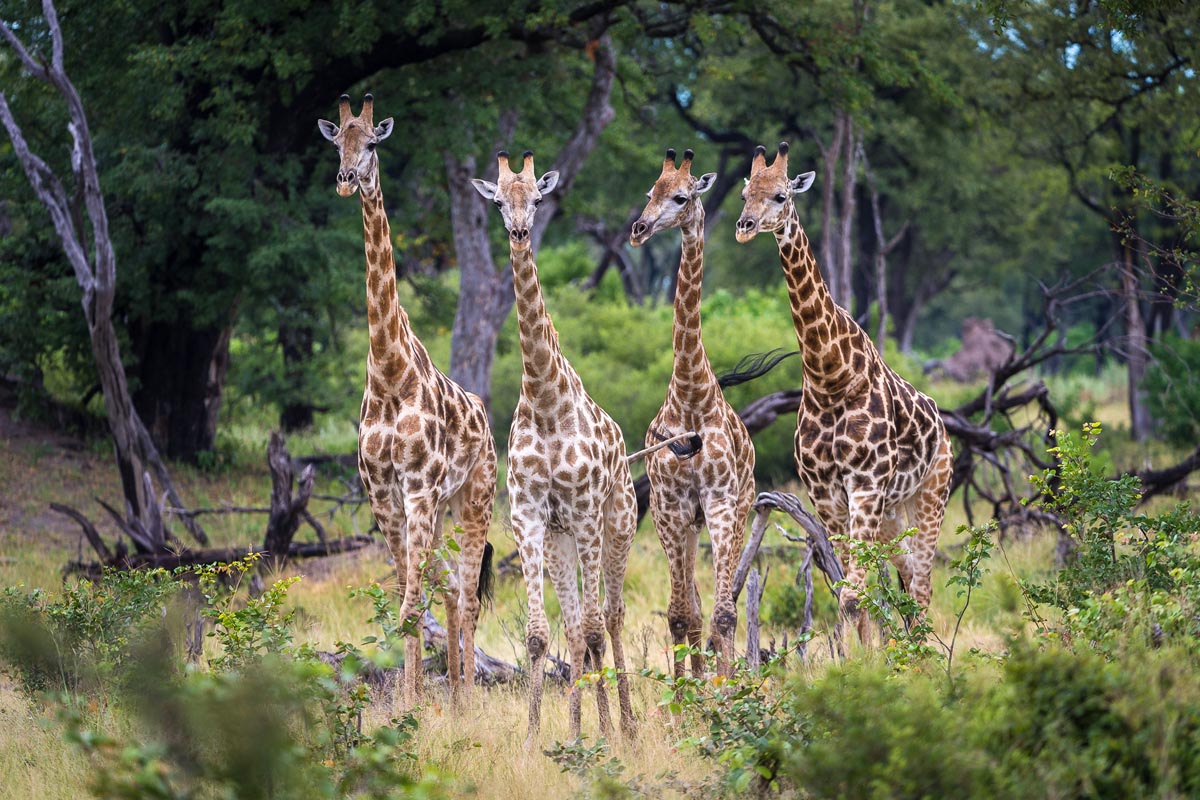 Africa’s giraffes: Giants of the savanna at risk