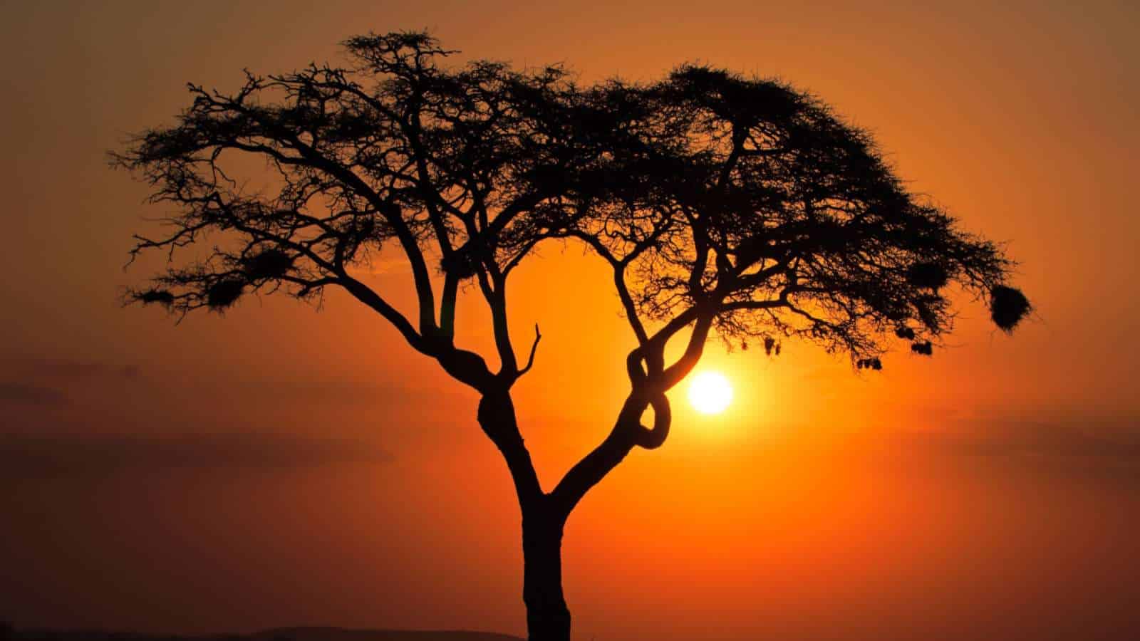 Chewing gum’s African roots: The Acacia Tree’s legacy