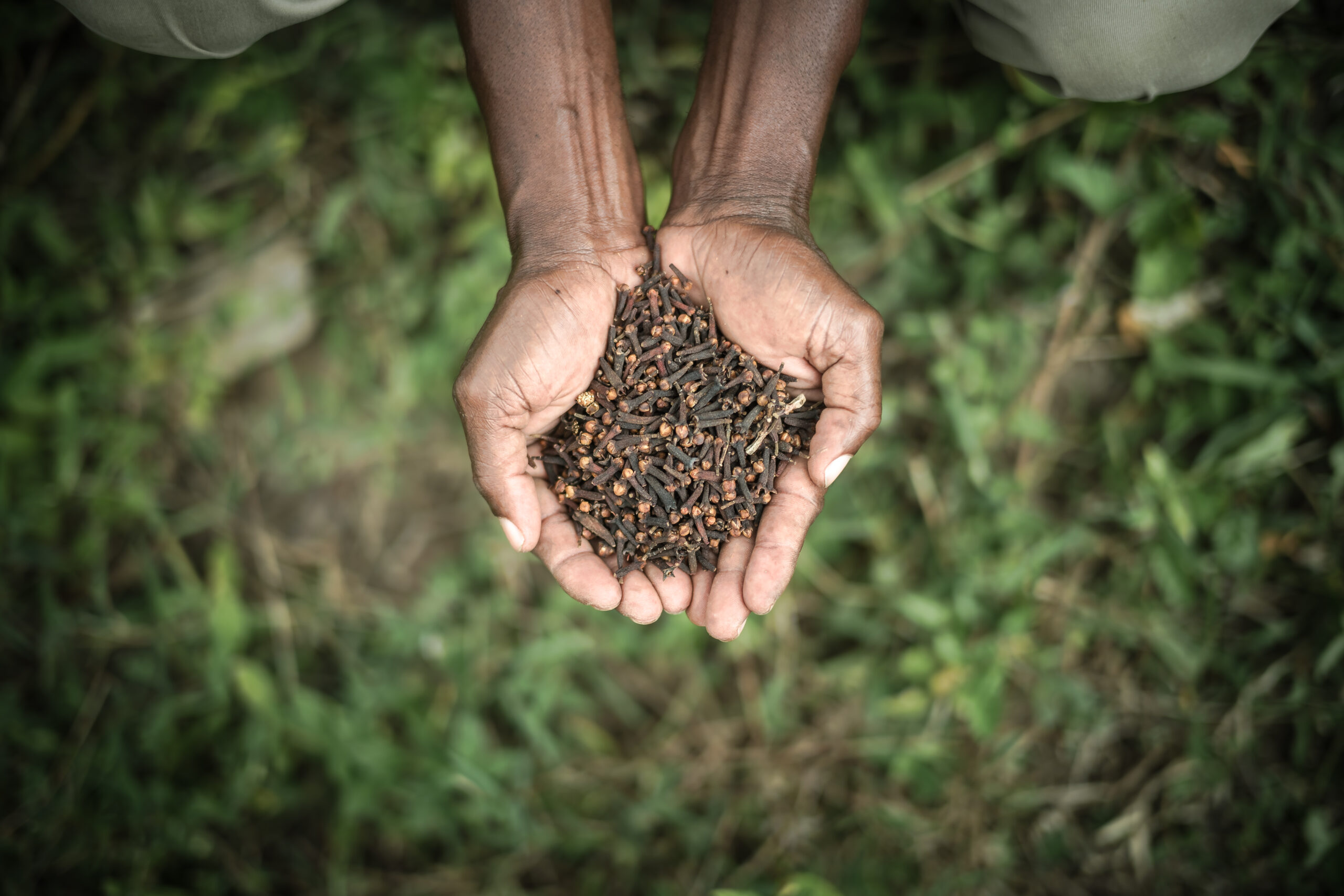 Zanzibar supplies 80% of global cloves