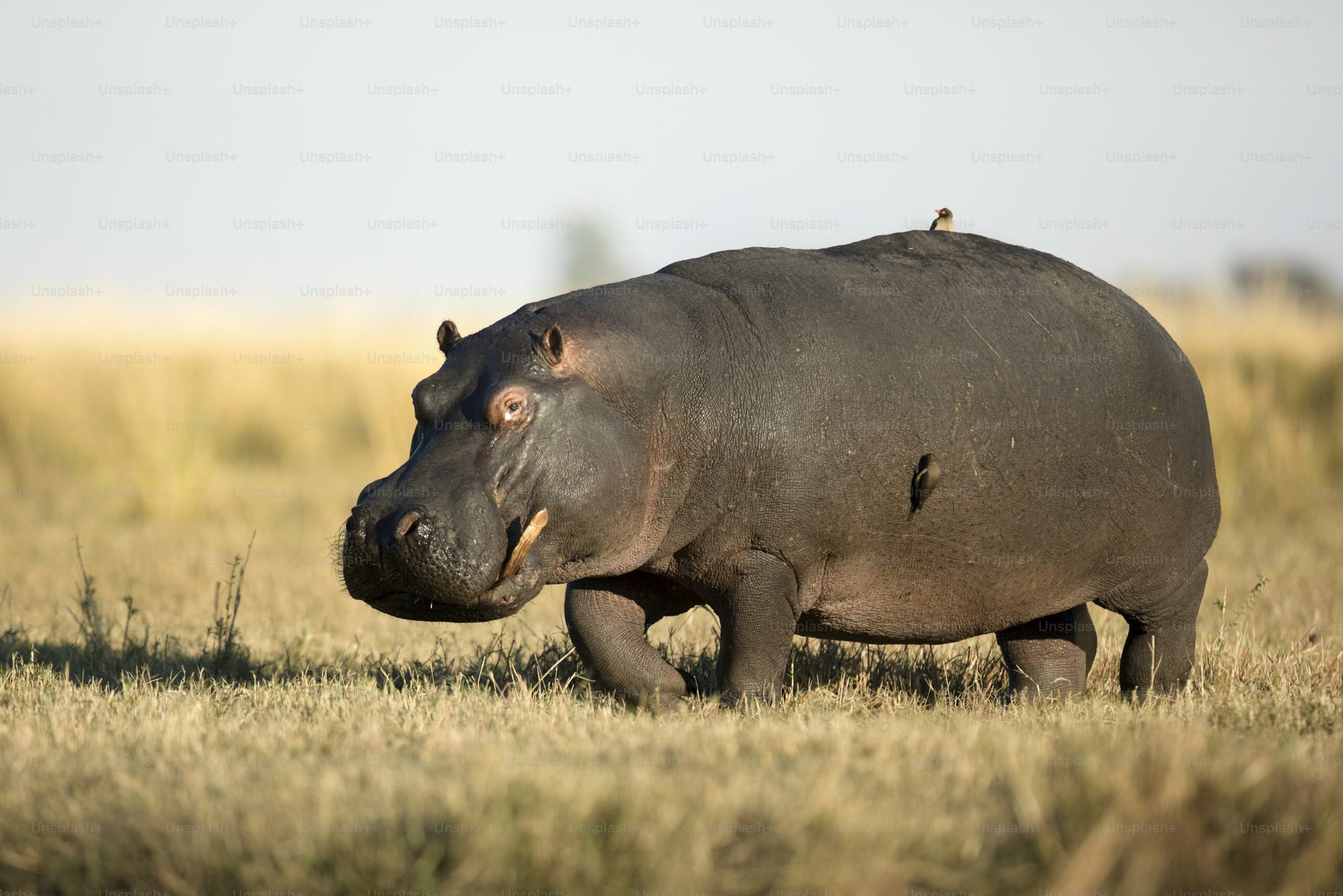 How hippos fight sunburn