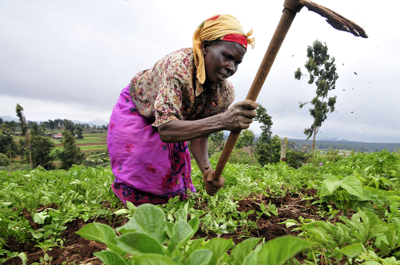 Agriculture: A pillar of Africa’s workforce and economic growth