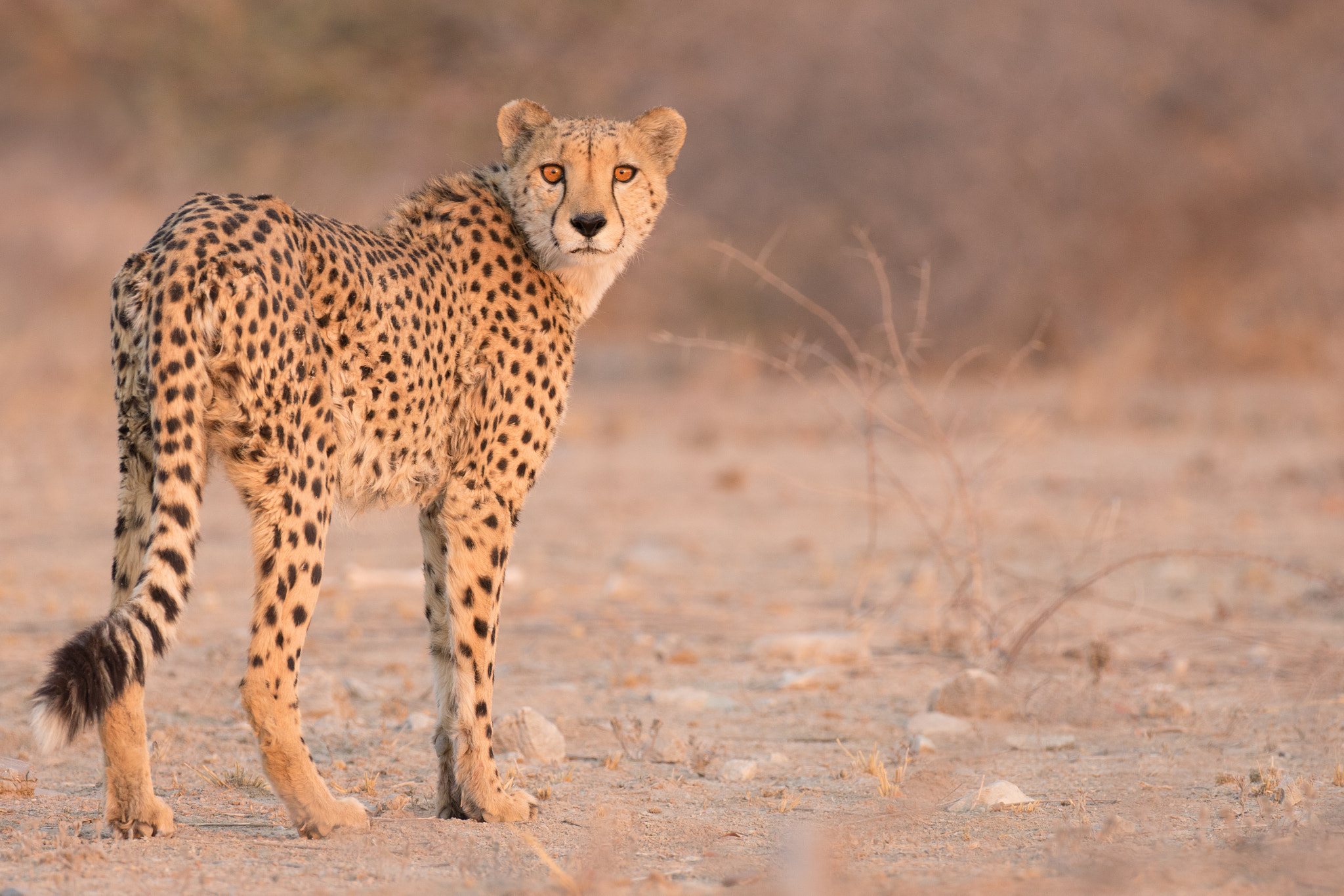 World’s fastest land animal: Cheetah