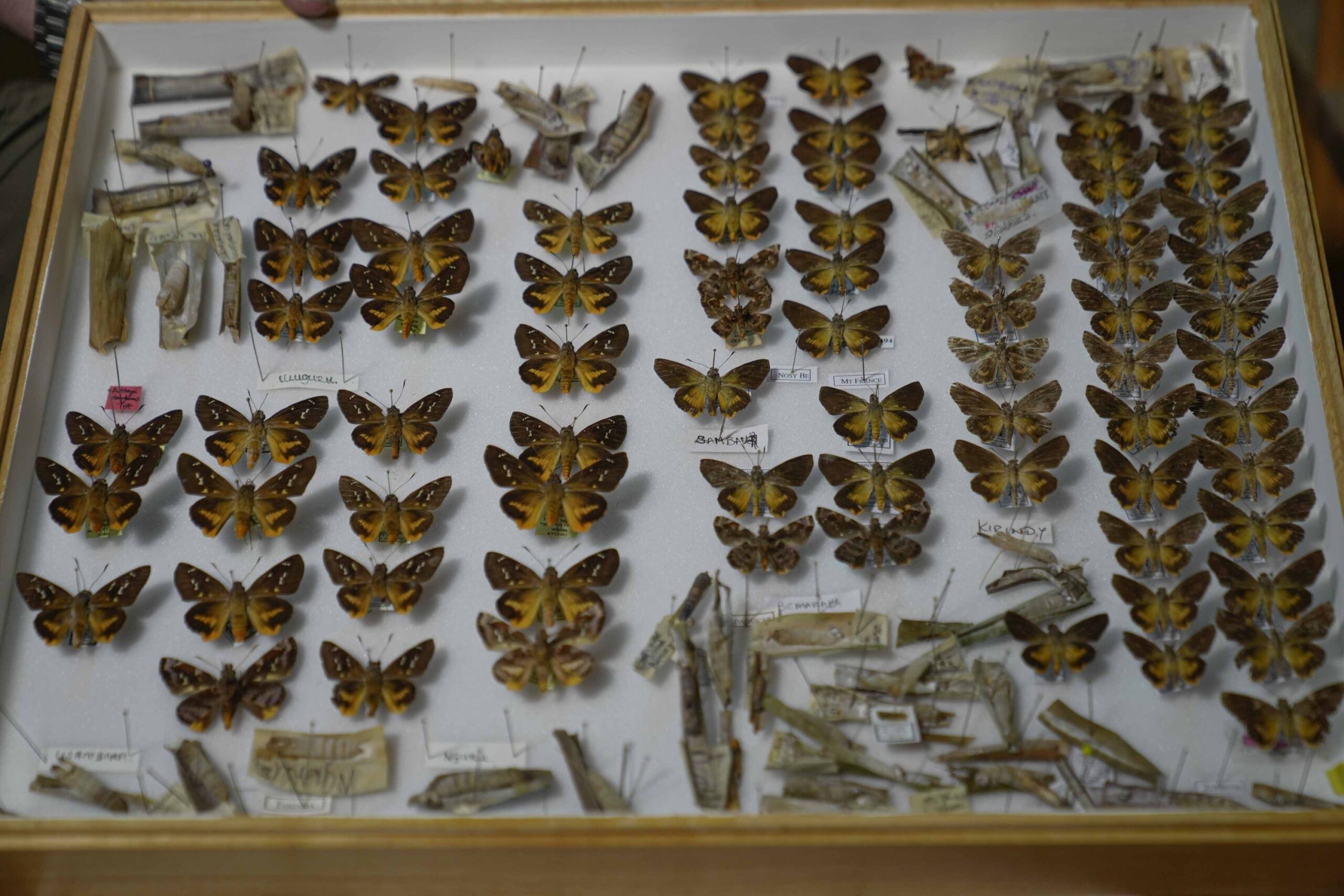 Kenyan collector offers rare butterfly collection to researchers