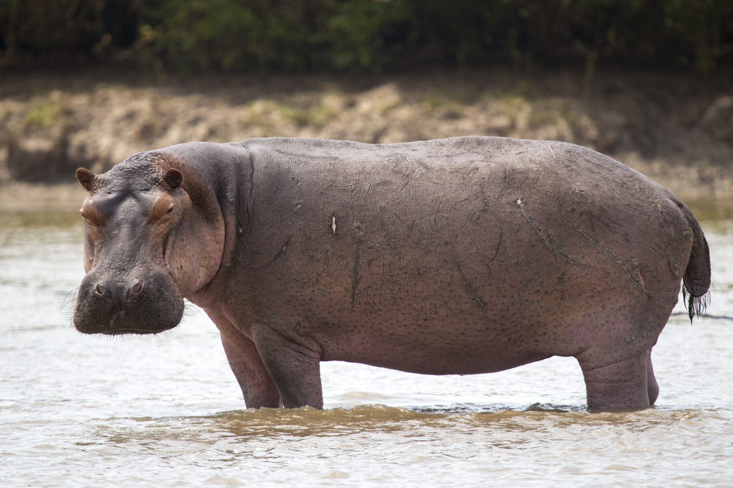Hippos cause more human deaths in Africa than elephants or lions