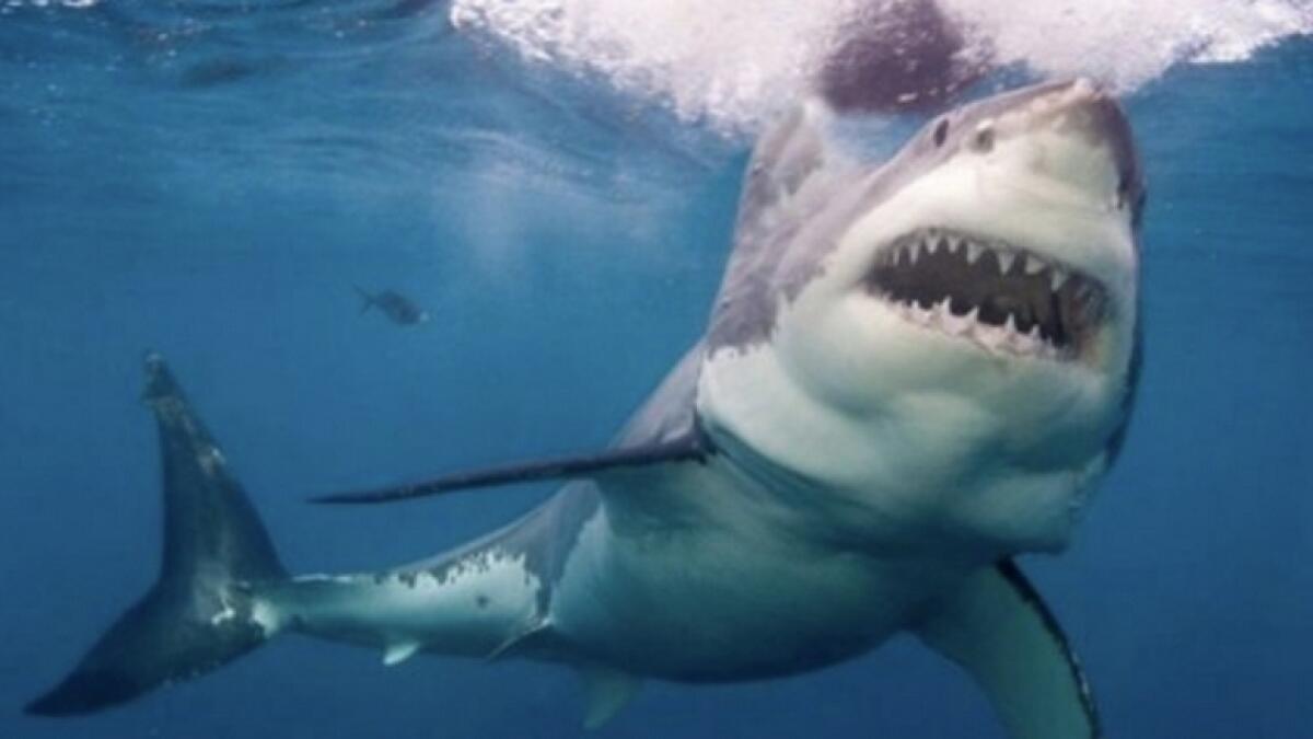 Tourist killed, another hurt in shark attack at Egypt’s Marsa Alam