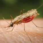 Local leaders in Sudan advance malaria prevention initiatives statewide