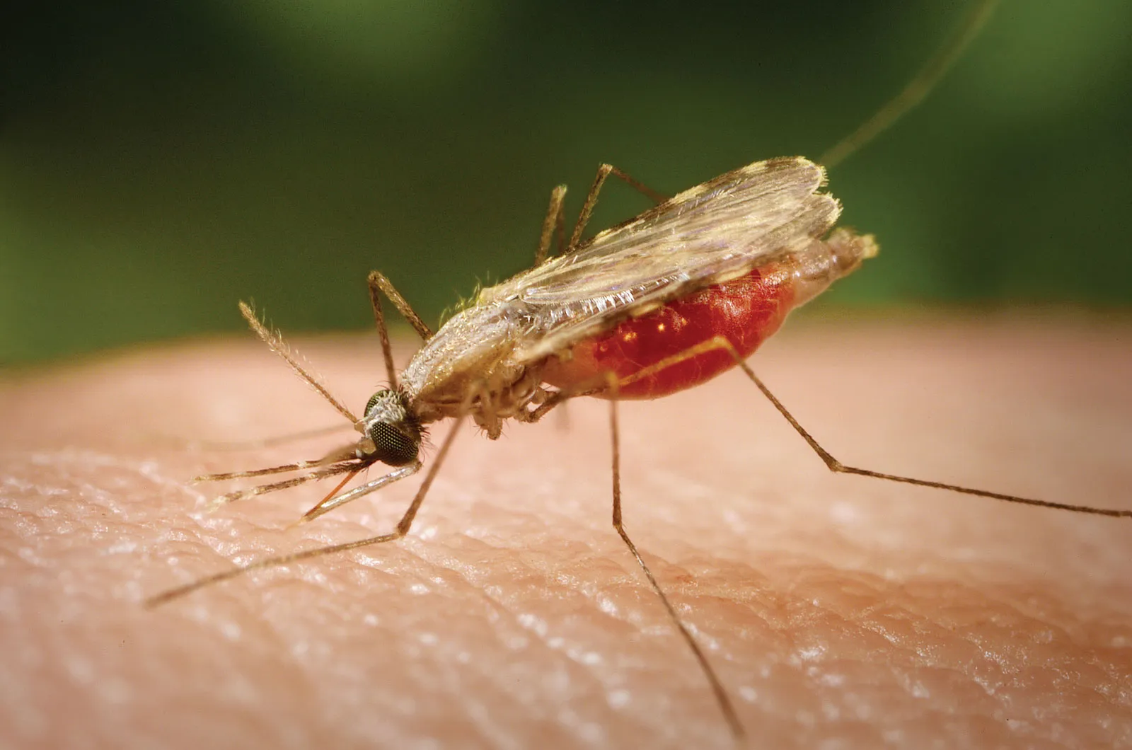 Africa CDC links DR Congo illness to malaria