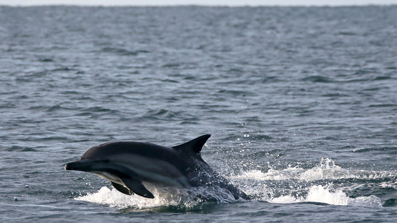 Over 100 dead dolphins found on Somali coast; cause unknown