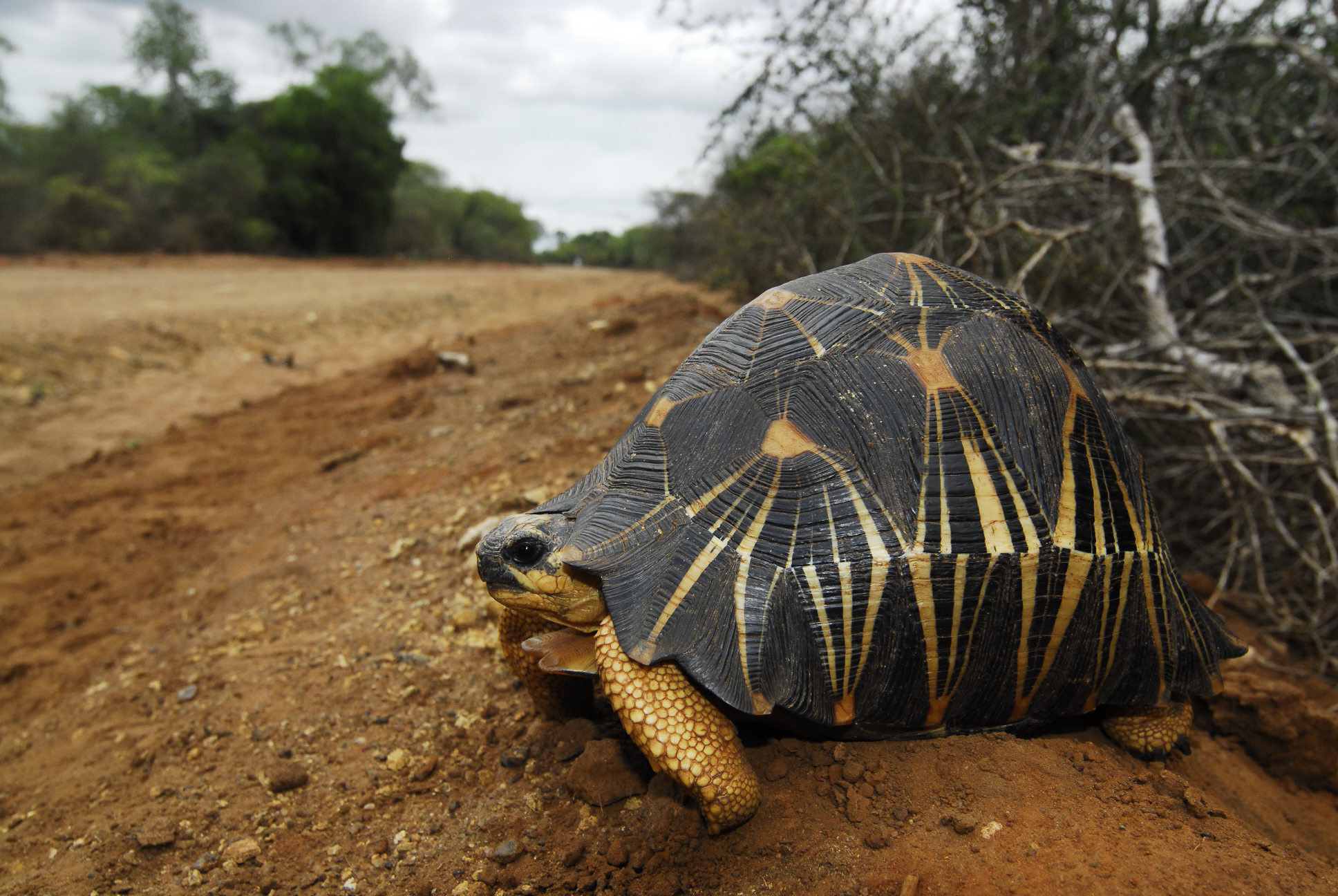 Madagascar floods: Thousands of endangered tortoises saved