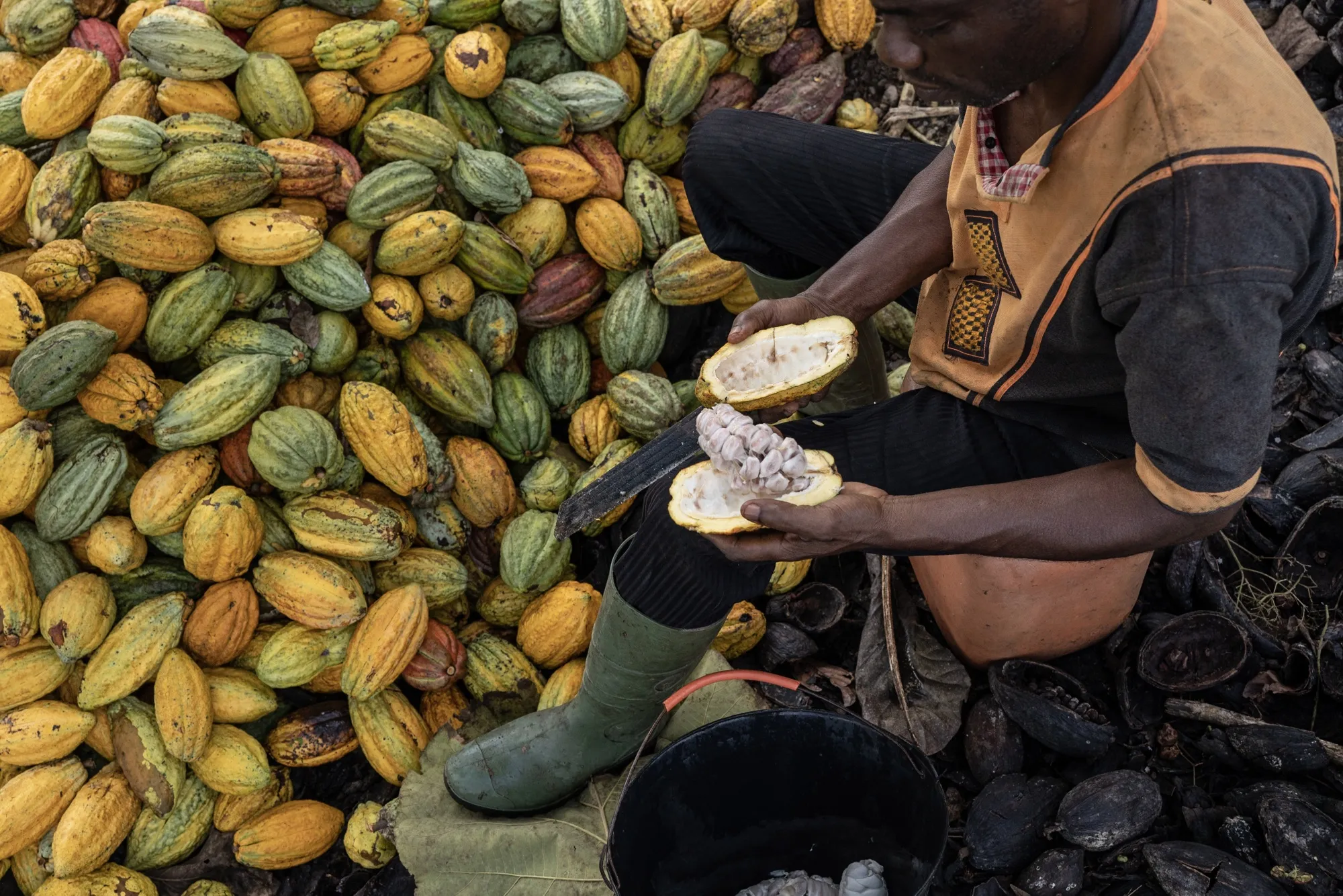 Rainfall crucial for Ivory Coast’s cocoa mid-crop development
