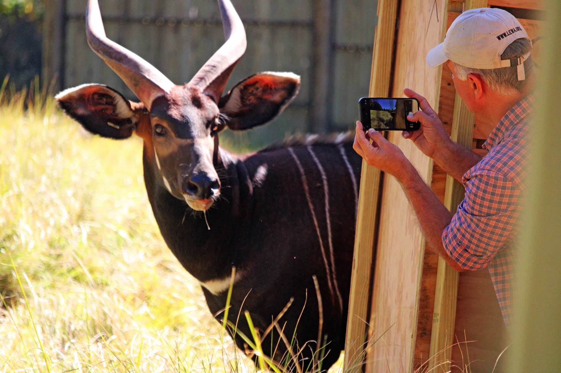 Kenya reclaims lost species with return of mountain bongos
