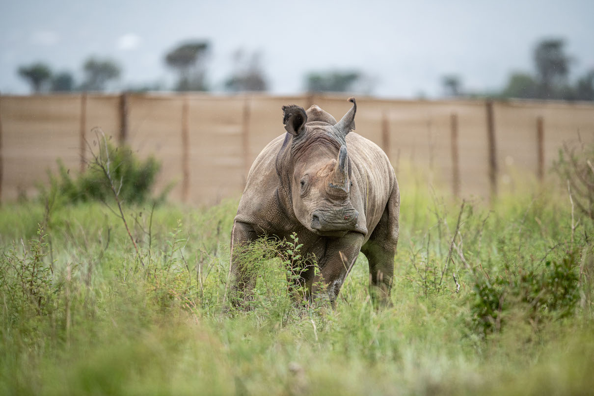 Tanzania receives white rhinos in major anti-poaching effort
