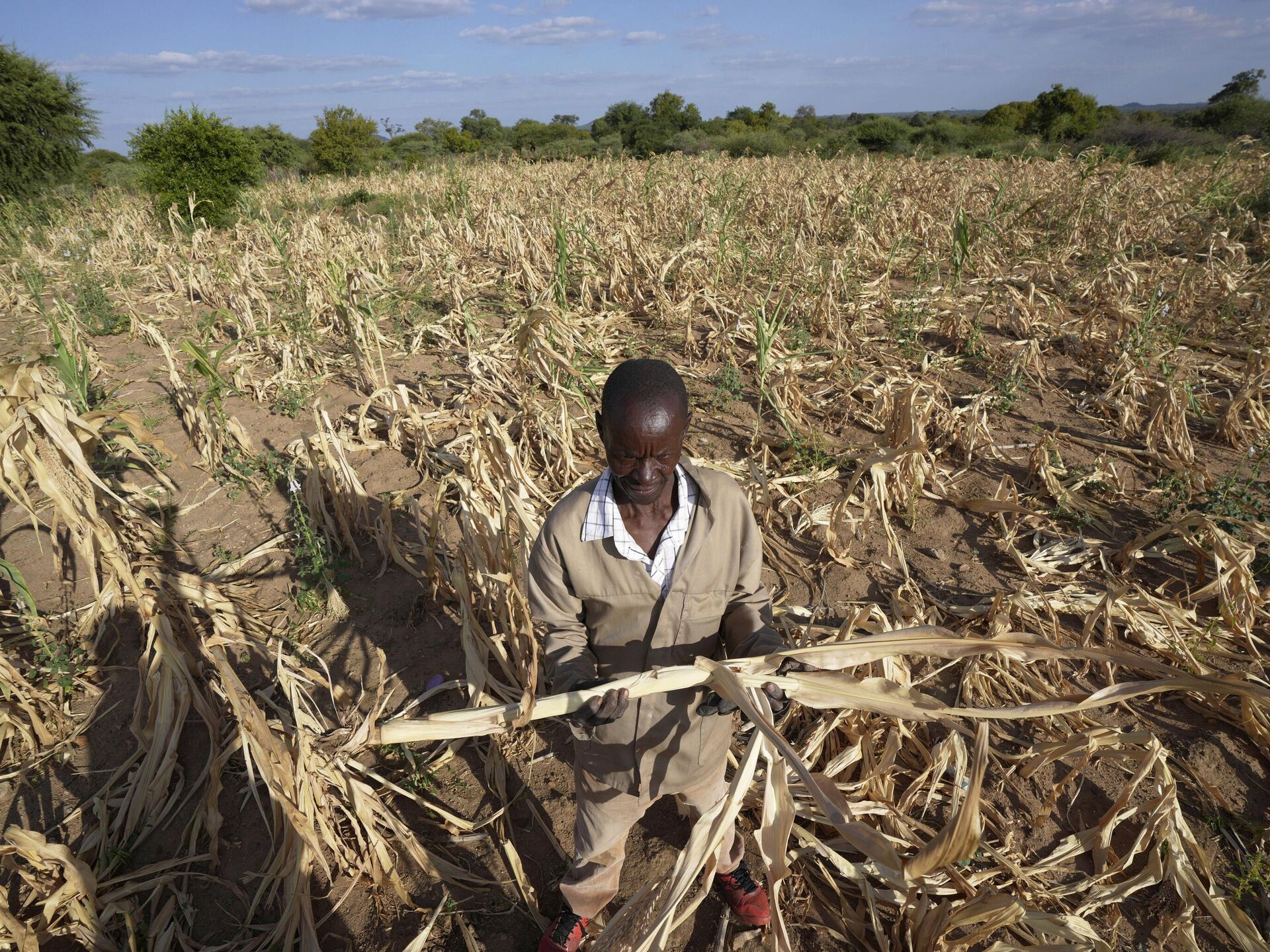 Armyworms threaten Zimbabwe’s crops following drought