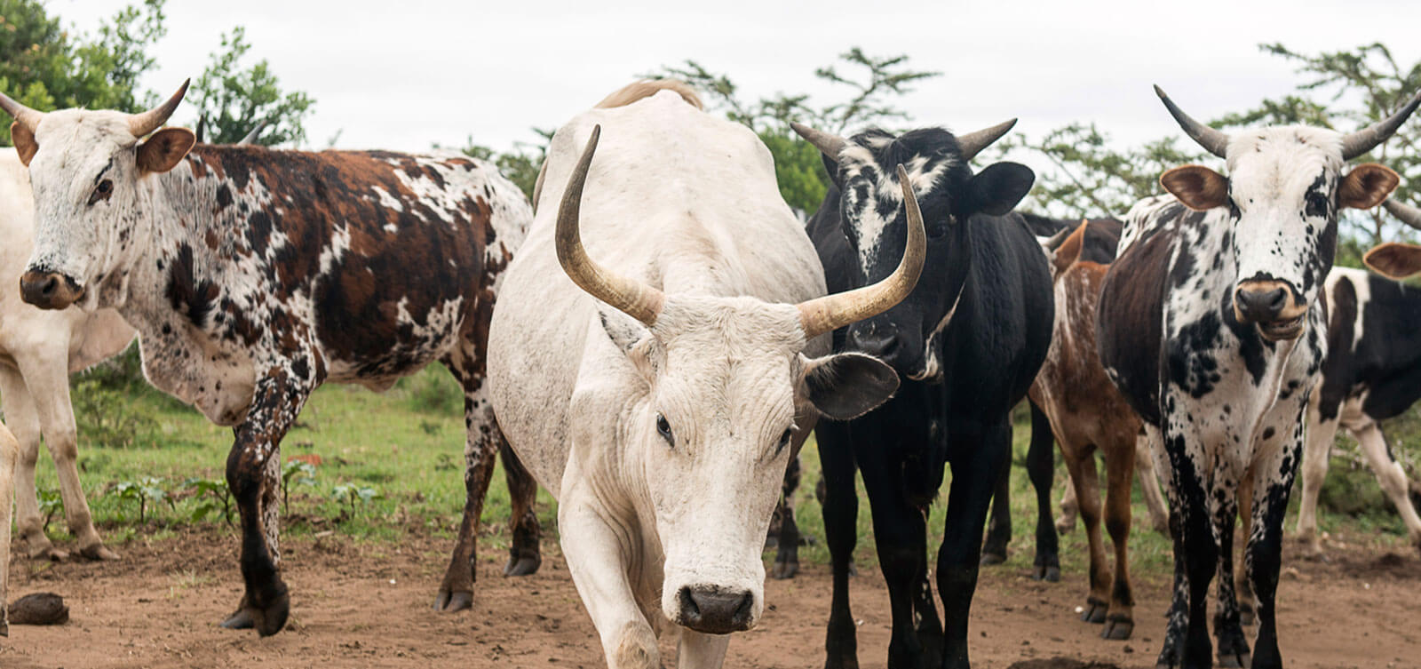 Niger halts livestock exports for Eid price control