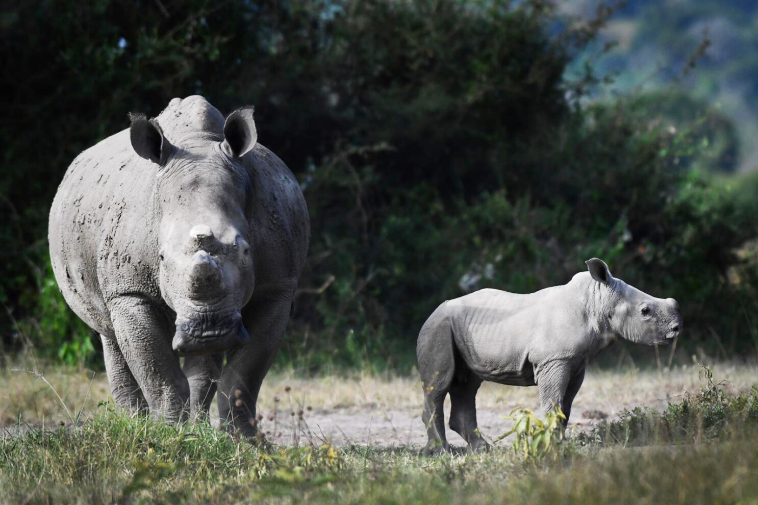 Seventy white rhinos relocated from South Africa to Rwanda