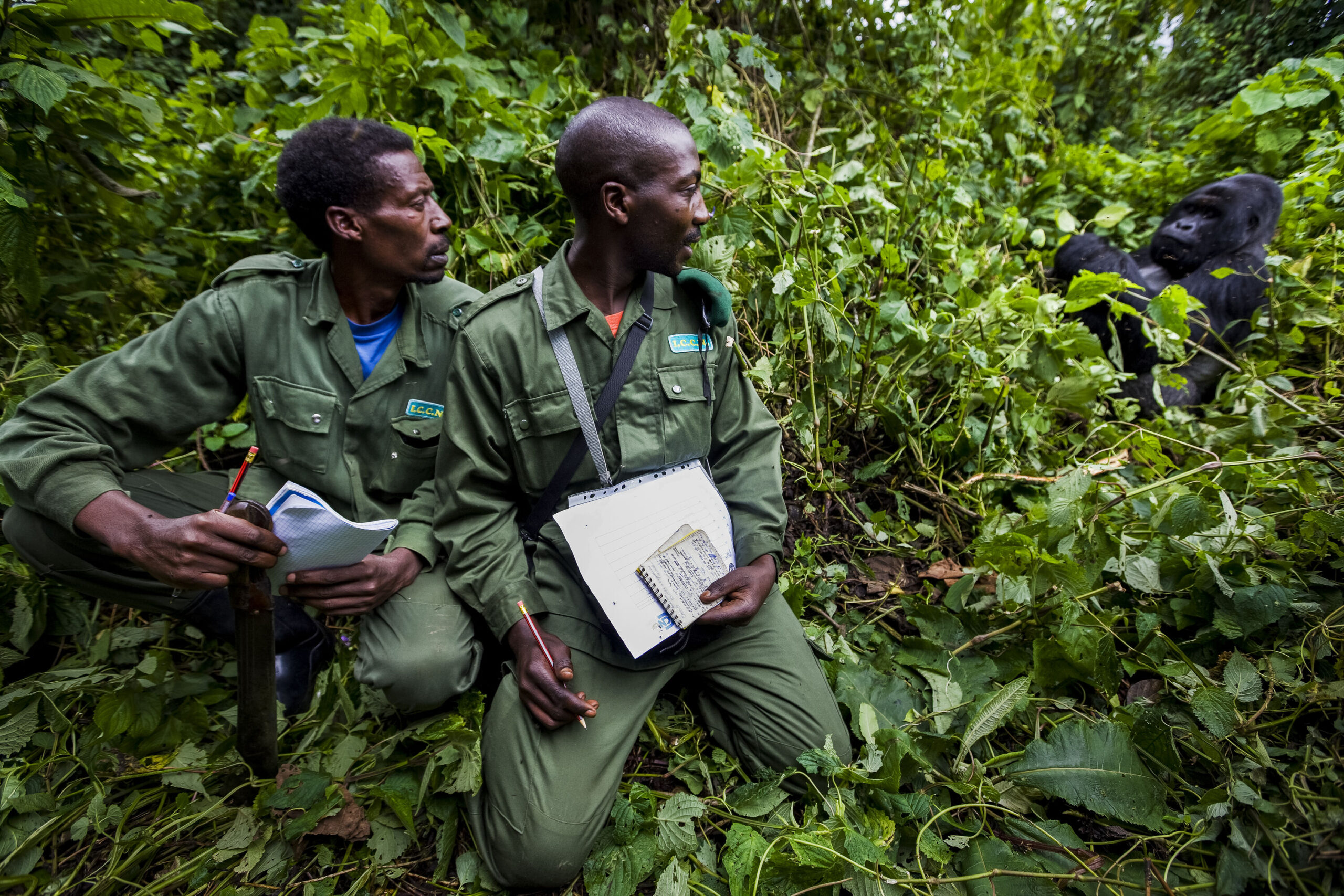Congo park rangers killed in crash while monitoring Virunga reserve