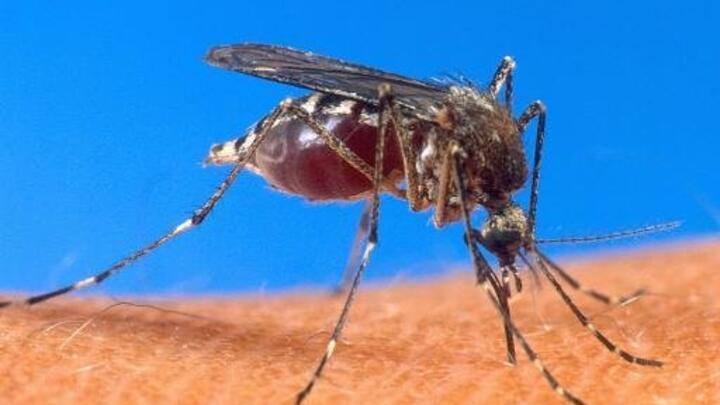 Malaria, typhoid surge in Nyala as labs fail, rains fuel mosquito boom