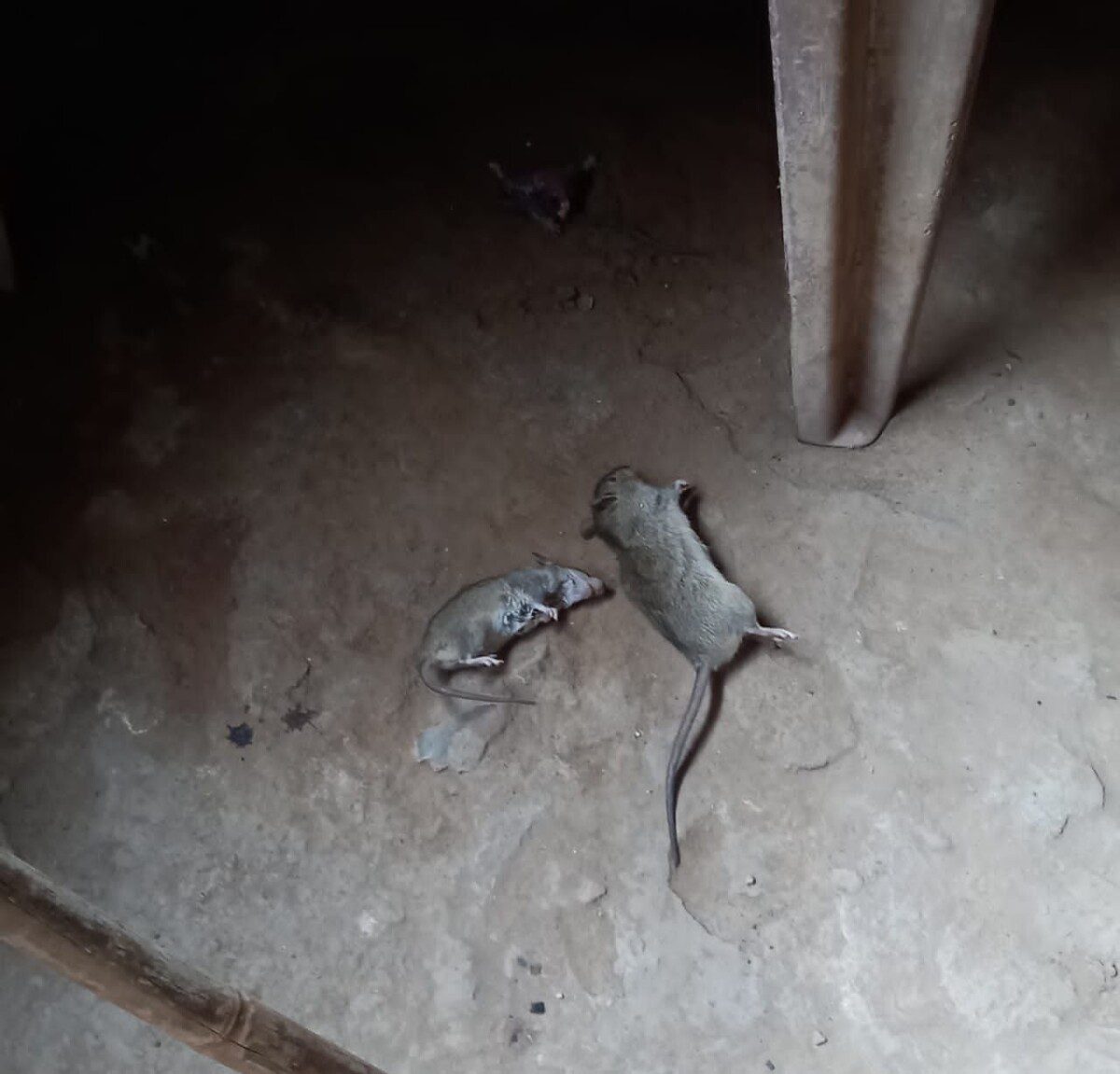 Dead rats and feral cats raise public-health alarm in Sudan’s Gezira