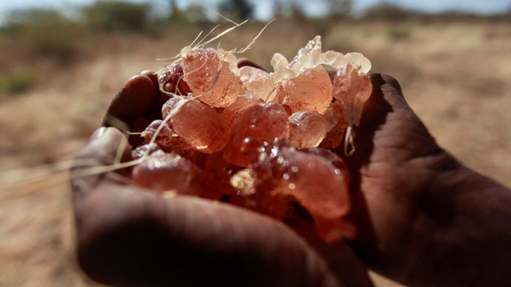RSF imposes ban on gum arabic exports