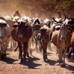 Sudanese herders stranded as CAR border tensions block grazing routes