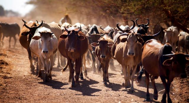 Sudanese herders stranded as CAR border tensions block grazing routes