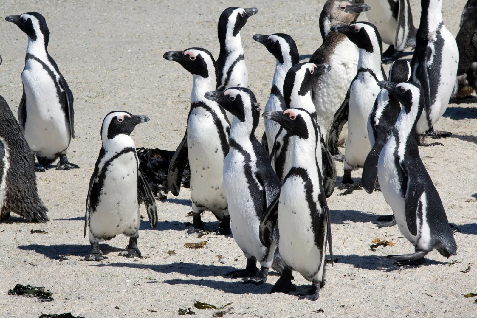 Study finds African penguins starving as sardines vanish off South Africa