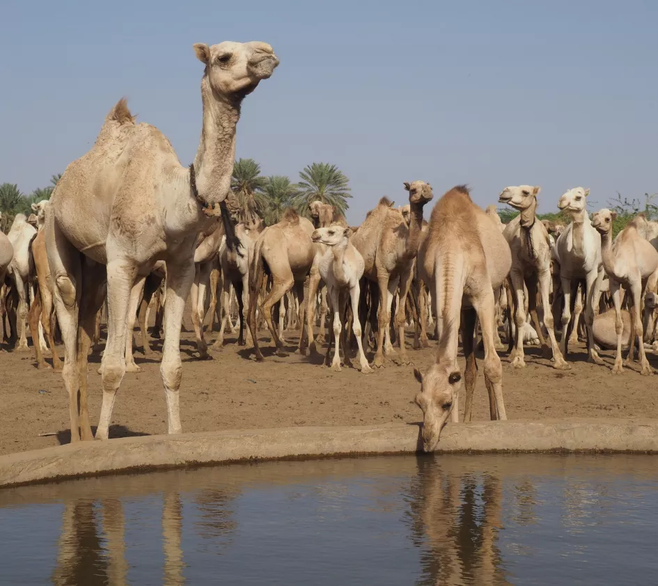 RSF receives hundreds of camels from Awlad Zeid tribe in West Darfur