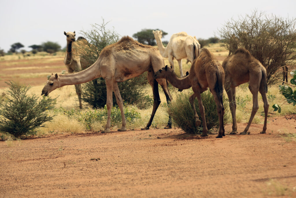 RSF returns hundreds of looted livestock to authorities in Chad
