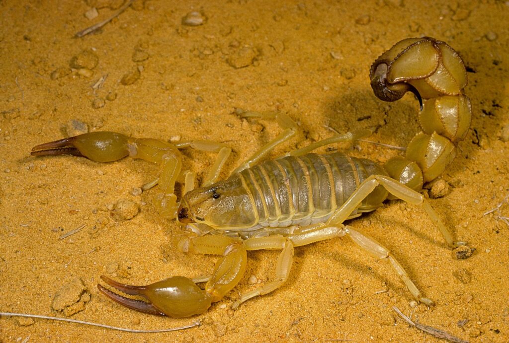 “Abu Sabha” scorpion sparks alarm in northern Sudan