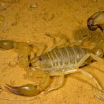 “Abu Sabha” scorpion sparks alarm in northern Sudan