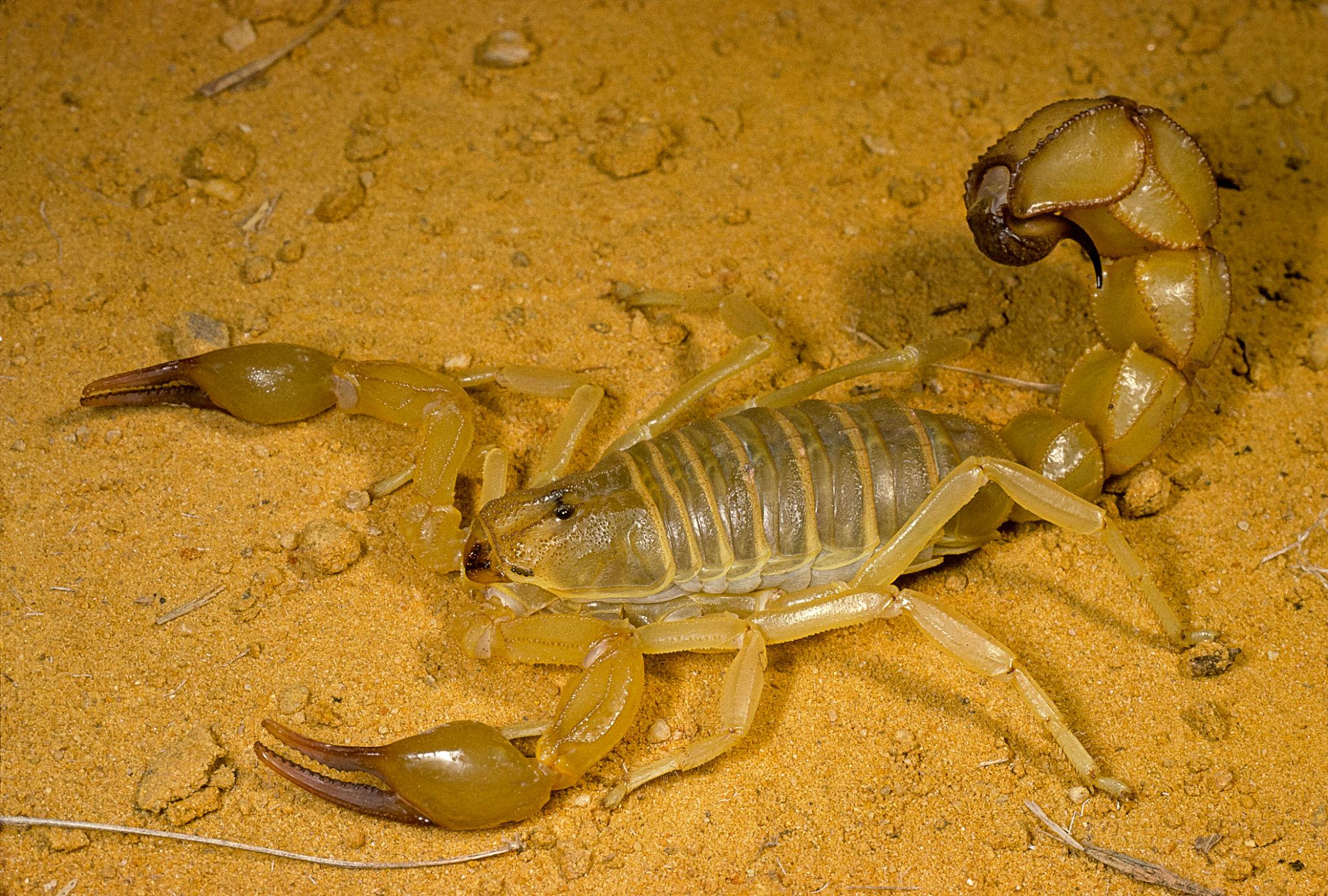“Abu Sabha” scorpion sparks alarm in northern Sudan