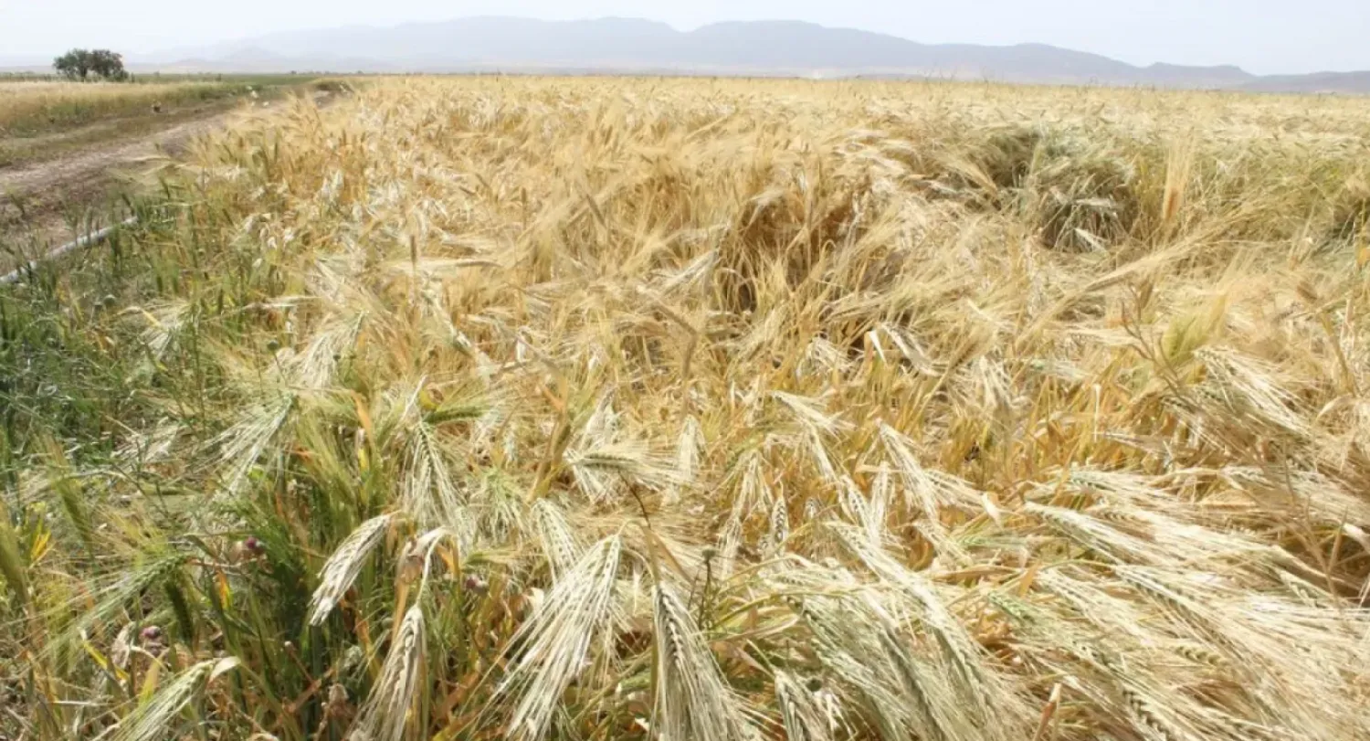 Morocco agriculture minister forecasts strong cereal harvest