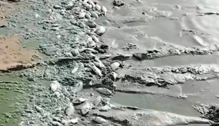 Sudan lake pollution fears rise after mass fish deaths reported