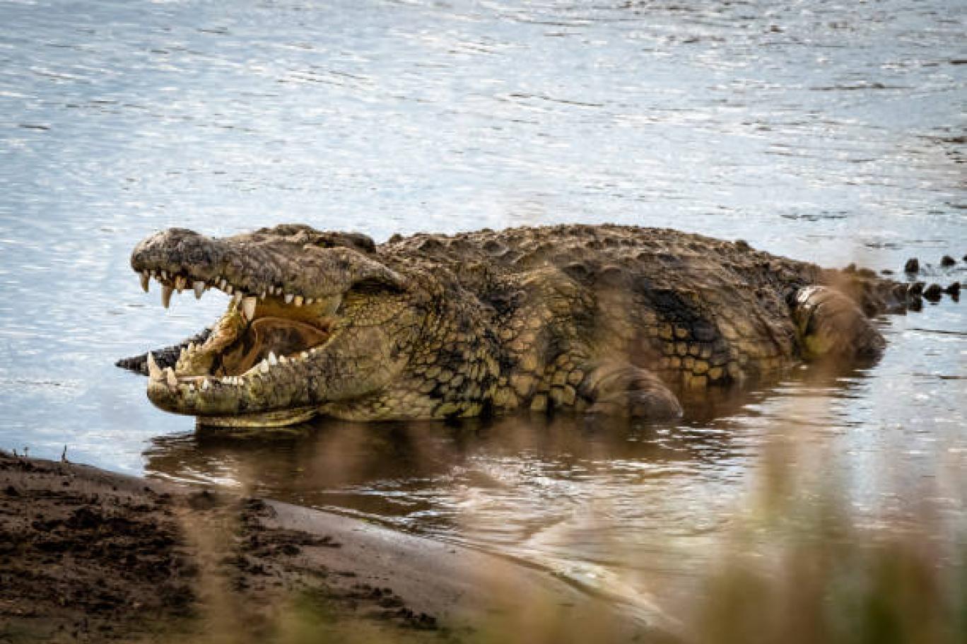 Crocodile sightings spread fear across Sudan’s Nile communities