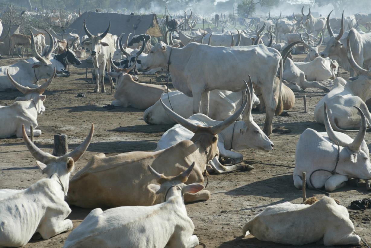 Serum of unknown origin kills hundreds of cattle in Sudan
