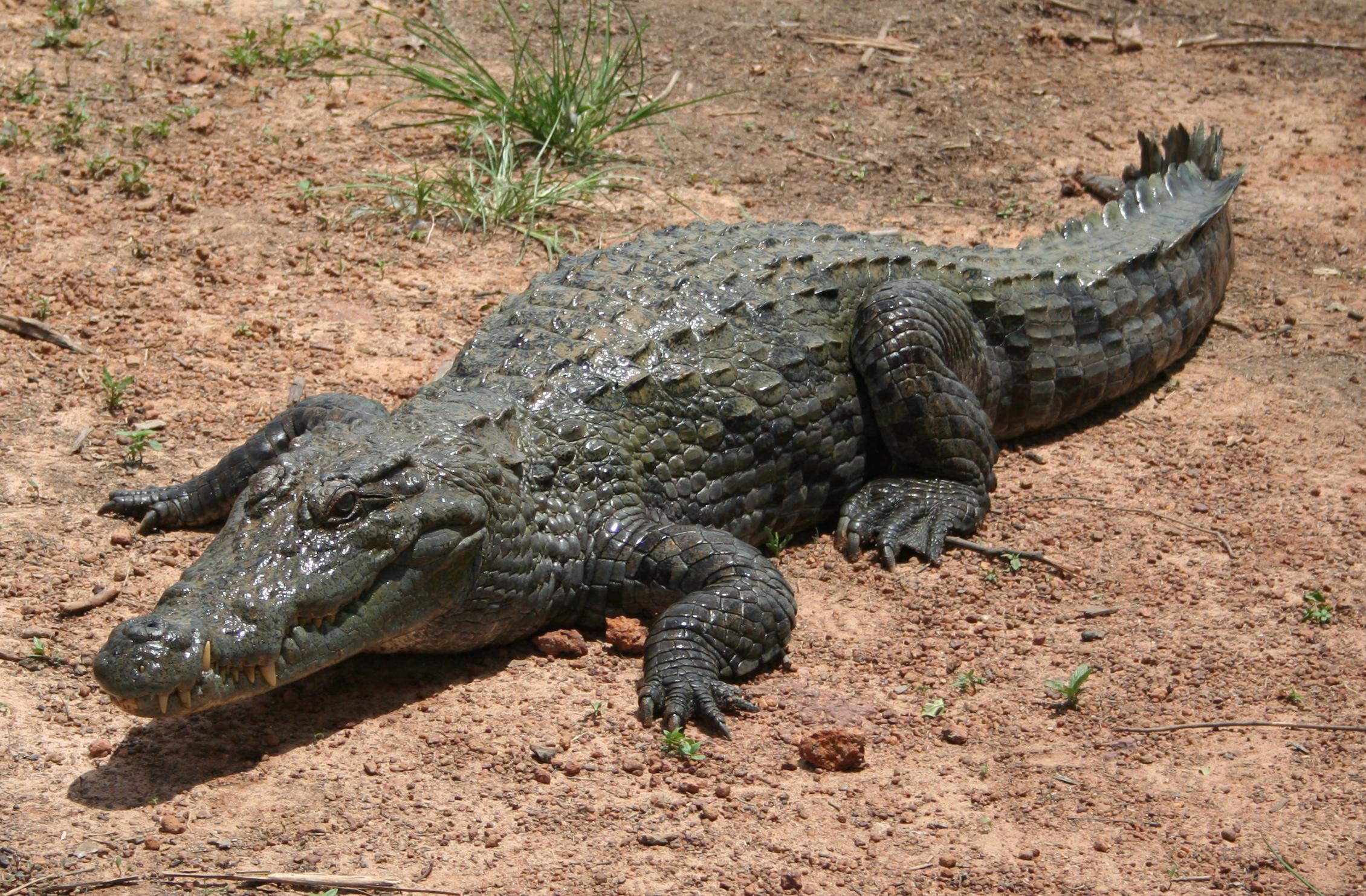 Crocodile carnage: Sudanese in danger at Sai Island