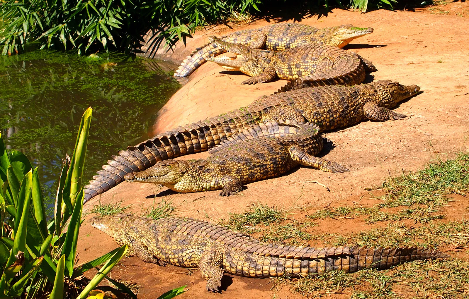 Dams spark debate over rising crocodile sightings across Sudan
