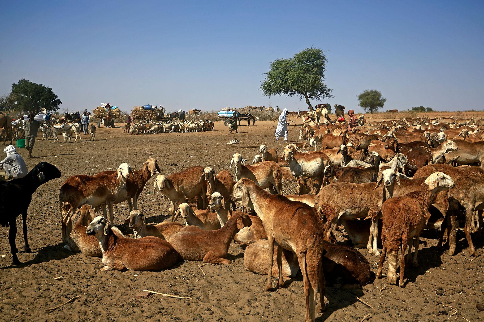 Abdel Wahid’s SLM levies annual livestock fees in Darfur