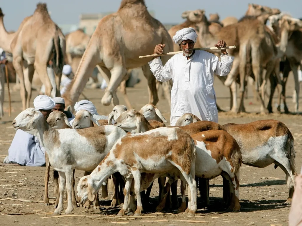 Sudan tightens border veterinary controls as livestock floods back