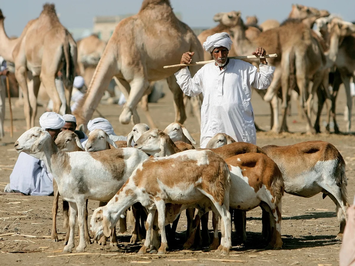 Sudan tightens border veterinary controls as livestock floods back