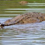 Sudanese student survives terrifying crocodile attack in White Nile