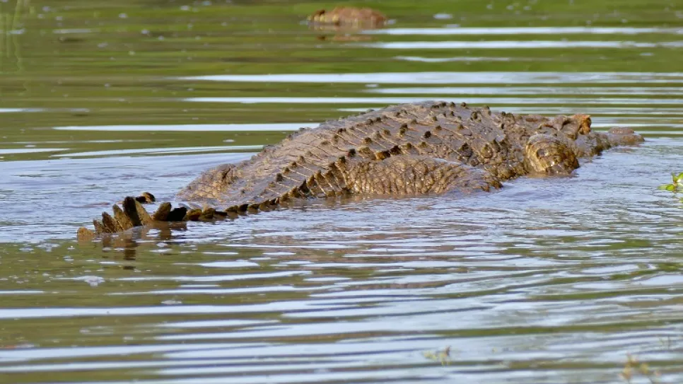 Sudanese student survives terrifying crocodile attack in White Nile